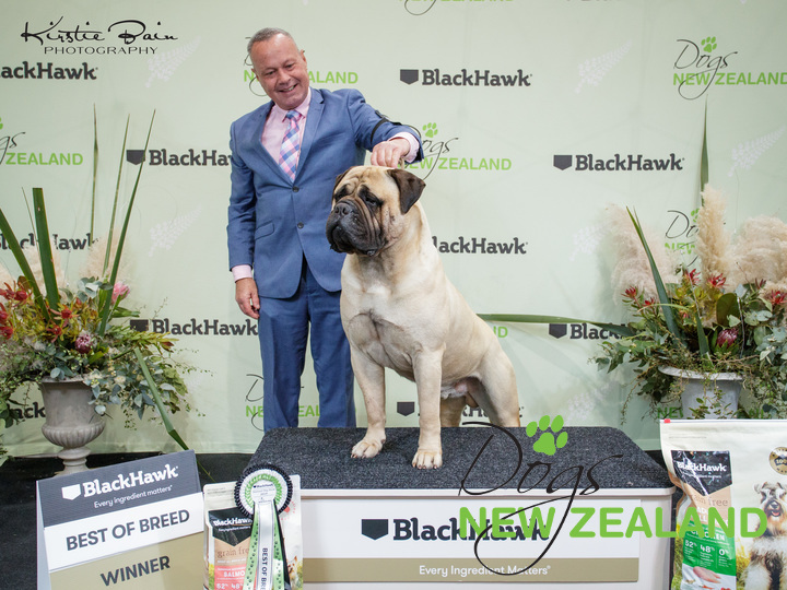 waterlea bullmastiffs